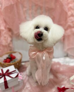 luluちゃん♡
愛ちゃん♡
花ちゃん♡
胡桃ちゃん♡

ご利用ありがとうございました😊

#京都#京都西京区#動物病院京都#動物病院京都西京桂院#動物病院併設トリミングサロン#京都トリミングサロン#ペットホテル#トリミングサロン雅#シャンプーコース#シニアトリミング#dogstagram#犬が好きな人と繋がりたい #ふわもこ部#grooming#犬#dog#カットスタイル#桂トリミング#もこもこ犬#trimming#プードル#チワワ