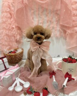 セナちゃん♡
ララちゃん♡
ふうちゃん♡
ご利用ありがとうございました😊

#京都#京都西京区#動物病院京都#動物病院京都西京桂院#動物病院併設トリミングサロン#京都トリミング#トリミング#ペットホテル#トリミングサロン雅#京都トリマー#犬好きな人と繋がりたい#grooming#犬のいる暮らし#多頭飼い#桂トリミング#こぐまカット#テディベアカット#プードル#チワワ