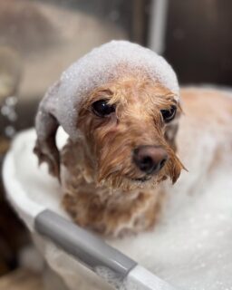 オプション中のお友達です♪
　
#京都#京都西京区#動物病院京都#動物病院京都西京桂院#動物病院併設トリミングサロン#京都トリミングサロン#ペットホテル#トリミングサロン雅#シャンプーコース#シニアトリミング#dogstagram#犬が好きな人と繋がりたい #ふわもこ部#grooming#犬#dog#カットスタイル#桂トリミング#もこもこ犬#trimming#マイクロバブル#魔法のバブル　#重炭酸泉　#ハーブパック