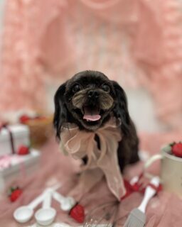 メロちゃん♡
豚トロちゃん♡

ご利用ありがとうございました😊

#京都#京都西京区#動物病院京都#動物病院京都西京桂院#動物病院併設トリミングサロン#京都トリミング#トリミング#ペットホテル#トリミングサロン雅#京都トリマー#犬好きな人と繋がりたい#grooming#犬のいる暮らし#多頭飼い#桂トリミング#こぐまカット#テディベアカット#ミックス#フレブル