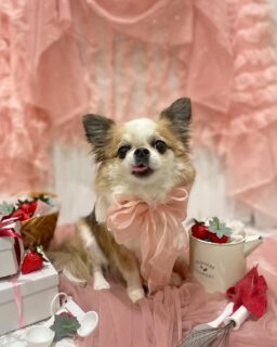 シエルちゃん♡
リリーちゃん♡
ジャックちゃん♡

ご利用ありがとうございました😊

#京都#京都西京区#動物病院京都#動物病院京都西京桂院#動物病院併設トリミングサロン#京都トリミング#トリミング#ペットホテル#トリミングサロン雅#京都トリマー#犬好きな人と繋がりたい#grooming#犬のいる暮らし#多頭飼い#桂トリミング#こぐまカット#テディベアカット#チワワ#ミニチュアダックスフンド