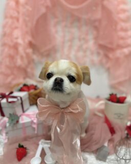 もんじゃちゃん♡
うどんちゃん♡
アローちゃん♡

ご利用ありがとうございました😊

#京都#京都西京区#動物病院京都#動物病院京都西京桂院#動物病院併設トリミングサロン#京都トリミング#トリミング#ペットホテル#トリミングサロン雅#京都トリマー#犬好きな人と繋がりたい#grooming#犬のいる暮らし#多頭飼い#桂トリミング#こぐまカット#テディベアカット#ミックス#シーズー