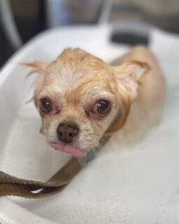 オプション中のお友達です♪
　
#京都#京都西京区#動物病院京都#動物病院京都西京桂院#動物病院併設トリミングサロン#京都トリミングサロン#ペットホテル#トリミングサロン雅#シャンプーコース#シニアトリミング#dogstagram#犬が好きな人と繋がりたい #ふわもこ部#grooming#犬#dog#カットスタイル#桂トリミング#もこもこ犬#trimming#マイクロバブル#魔法のバブル　#重炭酸泉　#ハーブパック