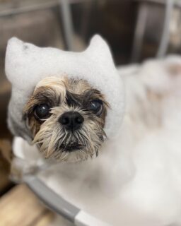 オプション中のお友達です♪
　
#京都#京都西京区#動物病院京都#動物病院京都西京桂院#動物病院併設トリミングサロン#京都トリミングサロン#ペットホテル#トリミングサロン雅#シャンプーコース#シニアトリミング#dogstagram#犬が好きな人と繋がりたい #ふわもこ部#grooming#犬#dog#カットスタイル#桂トリミング#もこもこ犬#trimming#マイクロバブル#魔法のバブル　#重炭酸泉　#ハーブパック