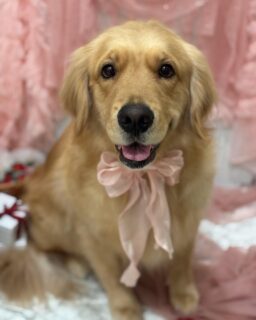 いなりちゃん♡
ピノちゃん♡
ララちゃん♡

ご利用ありがとうございました😊

#京都#京都西京区#動物病院京都#動物病院京都西京桂院#動物病院併設トリミングサロン#京都トリミング#トリミング#ペットホテル#トリミングサロン雅#京都トリマー#犬好きな人と繋がりたい#grooming#犬のいる暮らし#多頭飼い#桂トリミング#こぐまカット#テディベアカット#ゴールデン#チワワ