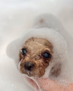 オプション中のお友達です♪
　
#京都#京都西京区#動物病院京都#動物病院京都西京桂院#動物病院併設トリミングサロン#京都トリミングサロン#ペットホテル#トリミングサロン雅#シャンプーコース#シニアトリミング#dogstagram#犬が好きな人と繋がりたい #ふわもこ部#grooming#犬#dog#カットスタイル#桂トリミング#もこもこ犬#trimming#マイクロバブル#魔法のバブル　#重炭酸泉　#ハーブパック