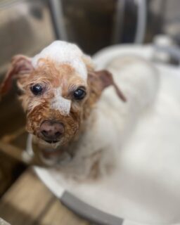 オプション中のお友達です♪
　
#京都#京都西京区#動物病院京都#動物病院京都西京桂院#動物病院併設トリミングサロン#京都トリミングサロン#ペットホテル#トリミングサロン雅#シャンプーコース#シニアトリミング#dogstagram#犬が好きな人と繋がりたい #ふわもこ部#grooming#犬#dog#カットスタイル#桂トリミング#もこもこ犬#trimming#マイクロバブル#魔法のバブル　#重炭酸泉　#ハーブパック