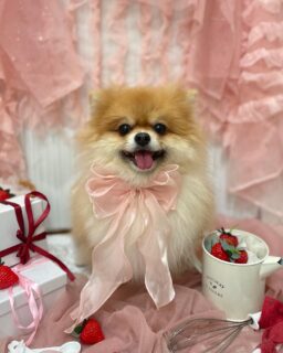 ぽんずちゃん♡
チョコちゃん♡
マグちゃん♡
ぽんずちゃん♡

ご利用ありがとうございました😊

#京都#京都西京区#動物病院京都#動物病院京都西京桂院#動物病院併設トリミングサロン#京都トリミング#トリミング#ペットホテル#トリミングサロン雅#京都トリマー#犬好きな人と繋がりたい#grooming#犬のいる暮らし#多頭飼い#桂トリミング#こぐまカット#テディベアカット#ポメラニアン#ジャックラッセルテリア#ミニチュアシュナウザー#チワワ