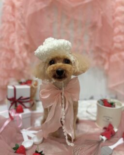 空太ちゃん♡
桃ちゃん♡
福ちゃん♡
ご利用ありがとうございました😊

#京都#京都西京区#動物病院京都#動物病院京都西京桂院#動物病院併設トリミングサロン#京都トリミング#トリミング#ペットホテル#トリミングサロン雅#京都トリマー#犬好きな人と繋がりたい#grooming#犬のいる暮らし#多頭飼い#桂トリミング#こぐまカット#テディベアカット#プードル