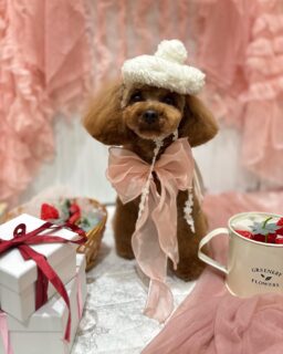 プーゼちゃん♡
空ちゃん♡
あくあちゃん♡

ご利用ありがとうございました😊

#京都#京都西京区#動物病院京都#動物病院京都西京桂院#動物病院併設トリミングサロン#京都トリミング#トリミング#ペットホテル#トリミングサロン雅#京都トリマー#犬好きな人と繋がりたい#grooming#犬のいる暮らし#多頭飼い#桂トリミング#こぐまカット#テディベアカット#プードル