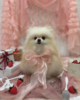 エルルちゃん♡
ウルフちゃん♡
まめたちゃん♡
ソルちゃん♡
ご利用ありがとうございました😊

#京都#京都西京区#動物病院京都#動物病院京都西京桂院#動物病院併設トリミングサロン#京都トリミング#トリミング#ペットホテル#トリミングサロン雅#京都トリマー#犬好きな人と繋がりたい#grooming#犬のいる暮らし#多頭飼い#桂トリミング#こぐまカット#テディベアカット#ポメラニアン#柴犬#プードル