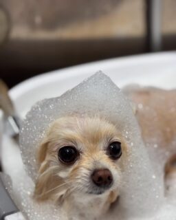 オプション中のお友達です♪
　
#京都#京都西京区#動物病院京都#動物病院京都西京桂院#動物病院併設トリミングサロン#京都トリミングサロン#ペットホテル#トリミングサロン雅#シャンプーコース#シニアトリミング#dogstagram#犬が好きな人と繋がりたい #ふわもこ部#grooming#犬#dog#カットスタイル#桂トリミング#もこもこ犬#trimming#マイクロバブル#魔法のバブル　#重炭酸泉　#ハーブパック