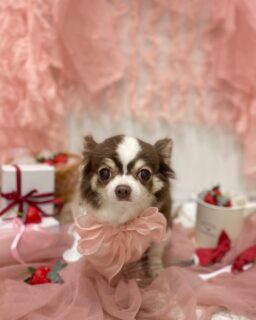 小太郎ちゃん♡
蘭丸ちゃん♡
ココちゃん♡

ご利用ありがとうございました😊

#京都#京都西京区#動物病院京都#動物病院京都西京桂院#動物病院併設トリミングサロン#京都トリミング#トリミング#ペットホテル#トリミングサロン雅#京都トリマー#犬好きな人と繋がりたい#grooming#犬のいる暮らし#多頭飼い#桂トリミング#こぐまカット#テディベアカット#チワワ#トイプードル