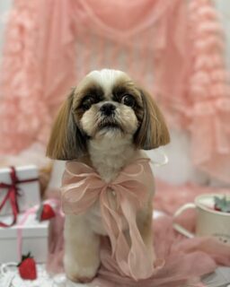 夏ちゃん♡
そらちゃん♡
モコちゃん♡
ルルちゃん♡

ご利用ありがとうございました😊

#京都#京都西京区#動物病院京都#動物病院京都西京桂院#動物病院併設トリミングサロン#京都トリミング#トリミング#ペットホテル#トリミングサロン雅#京都トリマー#犬好きな人と繋がりたい#grooming#犬のいる暮らし#多頭飼い#桂トリミング#こぐまカット#テディベアカット#シーズー#プードル#柴#MIX犬