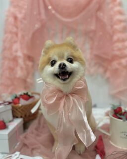 ミルちゃん♡
マロンちゃん♡
まめきちちゃん♡
ぷーこちゃん♡

ご利用ありがとうございました😊

#京都#京都西京区#動物病院京都#動物病院京都西京桂院#動物病院併設トリミングサロン#京都トリミング#トリミング#ペットホテル#トリミングサロン雅#京都トリマー#犬好きな人と繋がりたい#grooming#犬のいる暮らし#多頭飼い#桂トリミング#こぐまカット#テディベアカット#ポメラニアン#プードル#ミニチュアシュナウザー