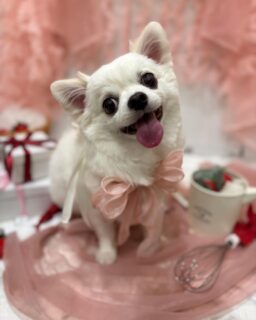 そらちゃん♡
アンディちゃん♡
モコちゃん♡
ロンちゃん♡

ご利用ありがとうございました😊

#京都#京都西京区#動物病院京都#動物病院京都西京桂院#動物病院併設トリミングサロン#京都トリミング#トリミング#ペットホテル#トリミングサロン雅#京都トリマー#犬好きな人と繋がりたい#grooming#犬のいる暮らし#多頭飼い#桂トリミング#こぐまカット#テディベアカット#プードル#チワワ#MIX