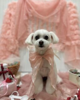 こめりちゃん♡
チョコちゃん♡
ニラちゃん♡

ご利用ありがとうございました😊

#京都#京都西京区#動物病院京都#動物病院京都西京桂院#動物病院併設トリミングサロン#京都トリミング#トリミング#ペットホテル#トリミングサロン雅#京都トリマー#犬好きな人と繋がりたい#grooming#犬のいる暮らし#多頭飼い#桂トリミング#こぐまカット#テディベアカット#マルプー#プードル