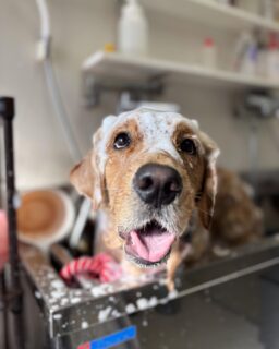 オプション中のお友達です♪
　
#京都#京都西京区#動物病院京都#動物病院京都西京桂院#動物病院併設トリミングサロン#京都トリミングサロン#ペットホテル#トリミングサロン雅#シャンプーコース#シニアトリミング#dogstagram#犬が好きな人と繋がりたい #ふわもこ部#grooming#犬#dog#カットスタイル#桂トリミング#もこもこ犬#trimming#マイクロバブル#魔法のバブル　#重炭酸泉　#ハーブパック