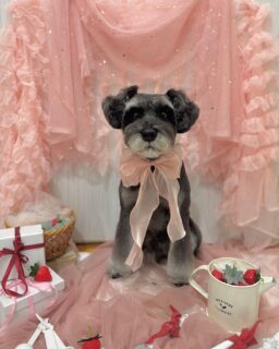 ムックちゃん♡
ガジュマルちゃん♡
まるちゃん♡

ご利用ありがとうございました😊

#京都#京都西京区#動物病院京都#動物病院京都西京桂院#動物病院併設トリミングサロン#京都トリミング#トリミング#ペットホテル#トリミングサロン雅#京都トリマー#犬好きな人と繋がりたい#grooming#犬のいる暮らし#多頭飼い#桂トリミング#こぐまカット#テディベアカット#シュナウザー#ポメラニアン#トイプードル