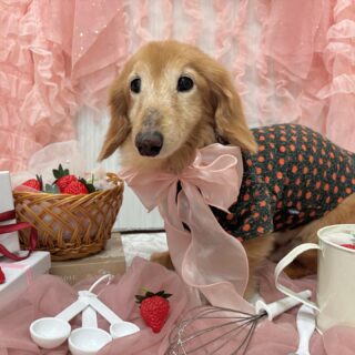 トトロちゃん♡
ウールーちゃん♡

ご利用ありがとうございました😊

#京都#京都西京区#動物病院京都#動物病院京都西京桂院#動物病院併設トリミングサロン#京都トリミング#トリミング#ペットホテル#トリミングサロン雅#京都トリマー#犬好きな人と繋がりたい#grooming#犬のいる暮らし#多頭飼い#桂トリミング#こぐまカット#テディベアカット #ミニチュアダックスフンド#ビションフリーゼ