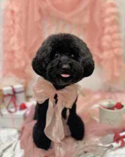 ひじきちゃん♡
モモちゃん♡
チョコちゃん♡

ご利用ありがとうございました😊

#京都#京都西京区#動物病院京都#動物病院京都西京桂院#動物病院併設トリミングサロン#京都トリミング#トリミング#ペットホテル#トリミングサロン雅#京都トリマー#犬好きな人と繋がりたい#grooming#犬のいる暮らし#多頭飼い#桂トリミング#こぐまカット#テディベアカット#トイプードル#シーズー#チワワ