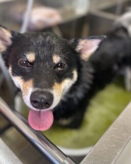 オプション中のお友達です♪
　
#京都#京都西京区#動物病院京都#動物病院京都西京桂院#動物病院併設トリミングサロン#京都トリミングサロン#ペットホテル#トリミングサロン雅#シャンプーコース#シニアトリミング#dogstagram#犬が好きな人と繋がりたい #ふわもこ部#grooming#犬#dog#カットスタイル#桂トリミング#もこもこ犬#trimming#マイクロバブル#魔法のバブル　#重炭酸泉　#ハーブパック