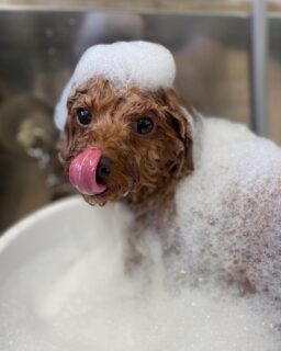 オプション中のお友達です♪
　
#京都#京都西京区#動物病院京都#動物病院京都西京桂院#動物病院併設トリミングサロン#京都トリミングサロン#ペットホテル#トリミングサロン雅#シャンプーコース#シニアトリミング#dogstagram#犬が好きな人と繋がりたい #ふわもこ部#grooming#犬#dog#カットスタイル#桂トリミング#もこもこ犬#trimming#マイクロバブル#魔法のバブル　#重炭酸泉　#ハーブパック