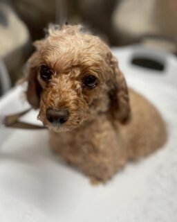 オプション中のお友達です♪
　
#京都#京都西京区#動物病院京都#動物病院京都西京桂院#動物病院併設トリミングサロン#京都トリミングサロン#ペットホテル#トリミングサロン雅#シャンプーコース#シニアトリミング#dogstagram#犬が好きな人と繋がりたい #ふわもこ部#grooming#犬#dog#カットスタイル#桂トリミング#もこもこ犬#trimming#マイクロバブル#魔法のバブル　#重炭酸泉　#ハーブパック