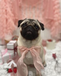 ポチちゃん♡
うたちゃん♡
プリンちゃん♡

ご利用ありがとうございました😊

#京都#京都西京区#動物病院京都#動物病院京都西京桂院#動物病院併設トリミングサロン#京都トリミング#トリミング#ペットホテル#トリミングサロン雅#京都トリマー#犬好きな人と繋がりたい#grooming#犬のいる暮らし#多頭飼い#桂トリミング#こぐまカット#テディベアカット#プードル#パグ