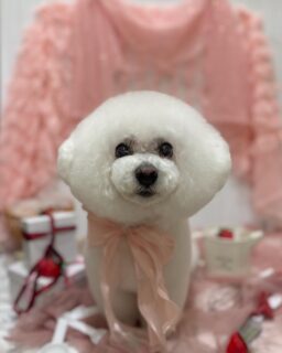 シエルちゃん♡
ルナちゃん♡
チーズちゃん♡
ご利用ありがとうございました😊

#京都#京都西京区#動物病院京都#動物病院京都西京桂院#動物病院併設トリミングサロン#京都トリミング#トリミング#ペットホテル#トリミングサロン雅#京都トリマー#犬好きな人と繋がりたい#grooming#犬のいる暮らし#多頭飼い#桂トリミング#こぐまカット#テディベアカット#ビションフリーゼ#トイプードル#マルチーズ