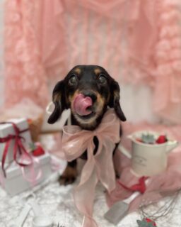 コタロウちゃん♡
ラモちゃん♡
ポテトちゃん♡
サスケちゃん♡
ご利用ありがとうございました😊

#京都#京都西京区#動物病院京都#動物病院京都西京桂院#動物病院併設トリミングサロン#京都トリミング#トリミング#ペットホテル#トリミングサロン雅#京都トリマー#犬好きな人と繋がりたい#grooming#犬のいる暮らし#多頭飼い#桂トリミング#こぐまカット#テディベアカット#ミニチュアダックスフンド#シーズー#プードル#黒柴