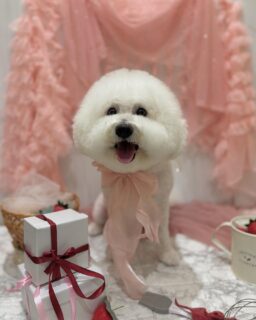 マシューちゃん♡
おもちちゃん♡

ご利用ありがとうございました😊

#京都#京都西京区#動物病院京都#動物病院京都西京桂院#動物病院併設トリミングサロン#京都トリミング#トリミング#ペットホテル#トリミングサロン雅#京都トリマー#犬好きな人と繋がりたい#grooming#犬のいる暮らし#多頭飼い#桂トリミング#こぐまカット#テディベアカット#マルチーズ#ビションフリーゼ