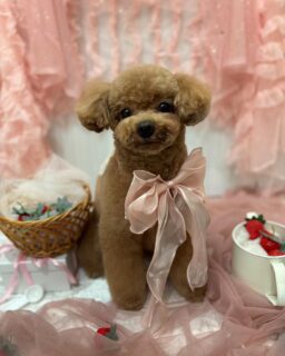 ラヴィちゃん♡
ジュエルちゃん♡
マシュちゃん♡

ご利用ありがとうございました😊

#京都#京都西京区#動物病院京都#動物病院京都西京桂院#動物病院併設トリミングサロン#京都トリミング#トリミング#ペットホテル#トリミングサロン雅#京都トリマー#犬好きな人と繋がりたい#grooming#犬のいる暮らし#多頭飼い#桂トリミング#こぐまカット#テディベアカット#トイプードル#ビションフリーゼ