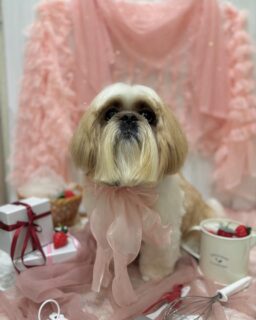 モグちゃん♡
ルーちゃん♡
キキちゃん♡
ご利用ありがとうございました😊

#京都#京都西京区#動物病院京都#動物病院京都西京桂院#動物病院併設トリミングサロン#京都トリミング#トリミング#ペットホテル#トリミングサロン雅#京都トリマー#犬好きな人と繋がりたい#grooming#犬のいる暮らし#多頭飼い#桂トリミング#こぐまカット#テディベアカット#シーズー#MIX犬#マルチーズ