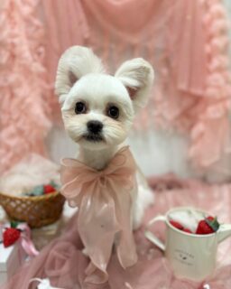 ププまるちゃん♡
あずきちゃん♡
エルフィちゃん♡
ご利用ありがとうございました😊

#京都#京都西京区#動物病院京都#動物病院京都西京桂院#動物病院併設トリミングサロン#京都トリミング#トリミング#ペットホテル#トリミングサロン雅#京都トリマー#犬好きな人と繋がりたい#grooming#犬のいる暮らし#多頭飼い#桂トリミング#こぐまカット#テディベアカット#ポメマル#ミニチュアダックスフンド#プードル