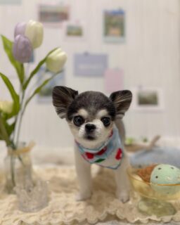 ちゃおちゃん♡
ちろるちゃん♡
ロビンちゃん♡
ご利用ありがとうございました😊

#京都#京都西京区#動物病院京都#動物病院京都西京桂院#動物病院併設トリミングサロン#京都トリミング#トリミング#ペットホテル#トリミングサロン雅#京都トリマー#犬好きな人と繋がりたい#grooming#犬のいる暮らし#多頭飼い#桂トリミング#こぐまカット#テディベアカット#チワワ#プードル