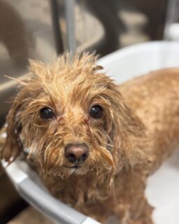 オプション中のお友達です♪
　
#京都#京都西京区#動物病院京都#動物病院京都西京桂院#動物病院併設トリミングサロン#京都トリミングサロン#ペットホテル#トリミングサロン雅#シャンプーコース#シニアトリミング#dogstagram#犬が好きな人と繋がりたい #ふわもこ部#grooming#犬#dog#カットスタイル#桂トリミング#もこもこ犬#trimming#マイクロバブル#魔法のバブル　#重炭酸泉　#ハーブパック