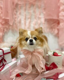 さくらちゃん♡
パールちゃん♡
るんちゃん♡
ラテちゃん♡

ご利用ありがとうございました😊

#京都#京都西京区#動物病院京都#動物病院京都西京桂院#動物病院併設トリミングサロン#京都トリミング#トリミング#ペットホテル#トリミングサロン雅#京都トリマー#犬好きな人と繋がりたい#grooming#犬のいる暮らし#多頭飼い#桂トリミング#こぐまカット#テディベアカット#チワワ#ラブラドールレトリバー#ヨークシャーテリア#トイプードル