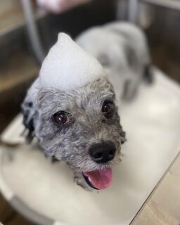 オプション中のお友達です♪
　
#京都#京都西京区#動物病院京都#動物病院京都西京桂院#動物病院併設トリミングサロン#京都トリミングサロン#ペットホテル#トリミングサロン雅#シャンプーコース#シニアトリミング#dogstagram#犬が好きな人と繋がりたい #ふわもこ部#grooming#犬#dog#カットスタイル#桂トリミング#もこもこ犬#trimming#マイクロバブル#魔法のバブル　#重炭酸泉　#ハーブパック