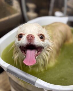 オプション中のお友達です♪
　
#京都#京都西京区#動物病院京都#動物病院京都西京桂院#動物病院併設トリミングサロン#京都トリミングサロン#ペットホテル#トリミングサロン雅#シャンプーコース#シニアトリミング#dogstagram#犬が好きな人と繋がりたい #ふわもこ部#grooming#犬#dog#カットスタイル#桂トリミング#もこもこ犬#trimming#マイクロバブル#魔法のバブル　#重炭酸泉　#ハーブパック