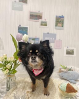 リボンちゃん♡
コハクちゃん♡
りんだちゃん♡
ご利用ありがとうございました😊

#京都#京都西京区#動物病院京都#動物病院京都西京桂院#動物病院併設トリミングサロン#京都トリミング#トリミング#ペットホテル#トリミングサロン雅#京都トリマー#犬好きな人と繋がりたい#grooming#犬のいる暮らし#多頭飼い#桂トリミング#こぐまカット#テディベアカット#チワワ#フレンチブルドッグ