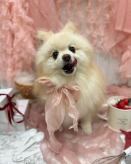 ルルちゃん♡
テンちゃん♡
ルイちゃん♡
もちちゃん♡

ご利用ありがとうございました😊

#京都#京都西京区#動物病院京都#動物病院京都西京桂院#動物病院併設トリミングサロン#京都トリミング#トリミング#ペットホテル#トリミングサロン雅#京都トリマー#犬好きな人と繋がりたい#grooming#犬のいる暮らし#多頭飼い#桂トリミング#こぐまカット#テディベアカット#プードル#ポメラニアン#MIX