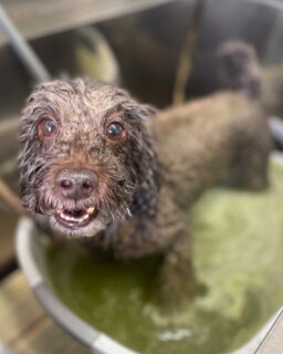 オプション中のお友達です♪
　
#京都#京都西京区#動物病院京都#動物病院京都西京桂院#動物病院併設トリミングサロン#京都トリミングサロン#ペットホテル#トリミングサロン雅#シャンプーコース#シニアトリミング#dogstagram#犬が好きな人と繋がりたい #ふわもこ部#grooming#犬#dog#カットスタイル#桂トリミング#もこもこ犬#trimming#マイクロバブル#魔法のバブル　#重炭酸泉　#ハーブパック