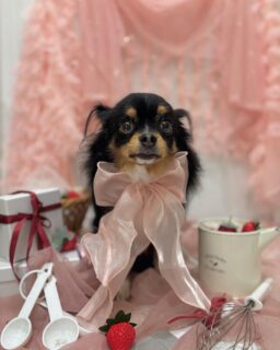 千音ちゃん♡
ククちゃん♡

ご利用ありがとうございました😊

#京都#京都西京区#動物病院京都#動物病院京都西京桂院#動物病院併設トリミングサロン#京都トリミング#トリミング#ペットホテル#トリミングサロン雅#京都トリマー#犬好きな人と繋がりたい#grooming#犬のいる暮らし#多頭飼い#桂トリミング#こぐまカット#テディベアカット#チワワ