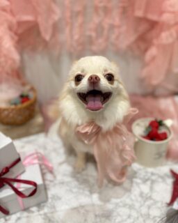 ちくわちゃん♡
モコちゃん♡
ハチちゃん♡

ご利用ありがとうございました😊

#京都#京都西京区#動物病院京都#動物病院京都西京桂院#動物病院併設トリミングサロン#京都トリミング#トリミング#ペットホテル#トリミングサロン雅#京都トリマー#犬好きな人と繋がりたい#grooming#犬のいる暮らし#多頭飼い#桂トリミング#こぐまカット#テディベアカット#ポメラニアン#チワワMIX