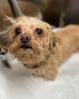 オプション中のお友達です♪
　
#京都#京都西京区#動物病院京都#動物病院京都西京桂院#動物病院併設トリミングサロン#京都トリミングサロン#ペットホテル#トリミングサロン雅#シャンプーコース#シニアトリミング#dogstagram#犬が好きな人と繋がりたい #ふわもこ部#grooming#犬#dog#カットスタイル#桂トリミング#もこもこ犬#trimming#マイクロバブル#魔法のバブル　#重炭酸泉　#ハーブパック