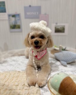 ハービーちゃん♡
ララちゃん♡
チャチャちゃん♡
たいしちゃん♡

ご利用ありがとうございました😊

#京都#京都西京区#動物病院京都#動物病院京都西京桂院#動物病院併設トリミングサロン#京都トリミング#トリミング#ペットホテル#トリミングサロン雅#京都トリマー#犬好きな人と繋がりたい#grooming#犬のいる暮らし#多頭飼い#桂トリミング#こぐまカット#テディベアカット#ミックス#チワワ#トイプードル#ダックスフンド