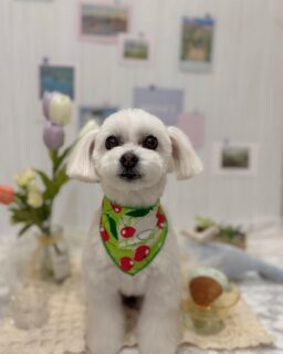 こめりちゃん♡
パルちゃん♡
ポムちゃん♡
ナツちゃん♡

ご利用ありがとうございました😊

#京都#京都西京区#動物病院京都#動物病院京都西京桂院#動物病院併設トリミングサロン#京都トリミング#トリミング#ペットホテル#トリミングサロン雅#京都トリマー#犬好きな人と繋がりたい#grooming#犬のいる暮らし#多頭飼い#桂トリミング#こぐまカット#テディベアカット#マルプー#チワワ#ポメラニアン#チワックス