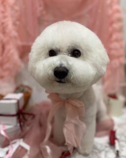 RJちゃん♡
リベロちゃん♡
くくちゃん♡

ご利用ありがとうございました😊

#京都#京都西京区#動物病院京都#動物病院京都西京桂院#動物病院併設トリミングサロン#京都トリミング#トリミング#ペットホテル#トリミングサロン雅#京都トリマー#犬好きな人と繋がりたい#grooming#犬のいる暮らし#多頭飼い#桂トリミング#こぐまカット#テディベアカット#ビションフリーゼ#MIX#チワワ