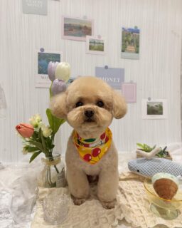 ティーちゃん♡
ことねちゃん♡
ポンタちゃん♡
ご利用ありがとうございました😊

#京都#京都西京区#動物病院京都#動物病院京都西京桂院#動物病院併設トリミングサロン#京都トリミング#トリミング#ペットホテル#トリミングサロン雅#京都トリマー#犬好きな人と繋がりたい#grooming#犬のいる暮らし#多頭飼い#桂トリミング#こぐまカット#テディベアカット#チワプー#フレンチブルドッグ#ポメチワ